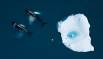 The Present and (Possible) Future Arctic