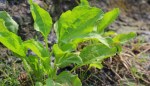 How Not to Be an Invasive Species