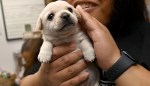 A More Humane Future for Shelter Animals